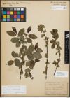 Foto von Salix myrsinifolia Salisb.